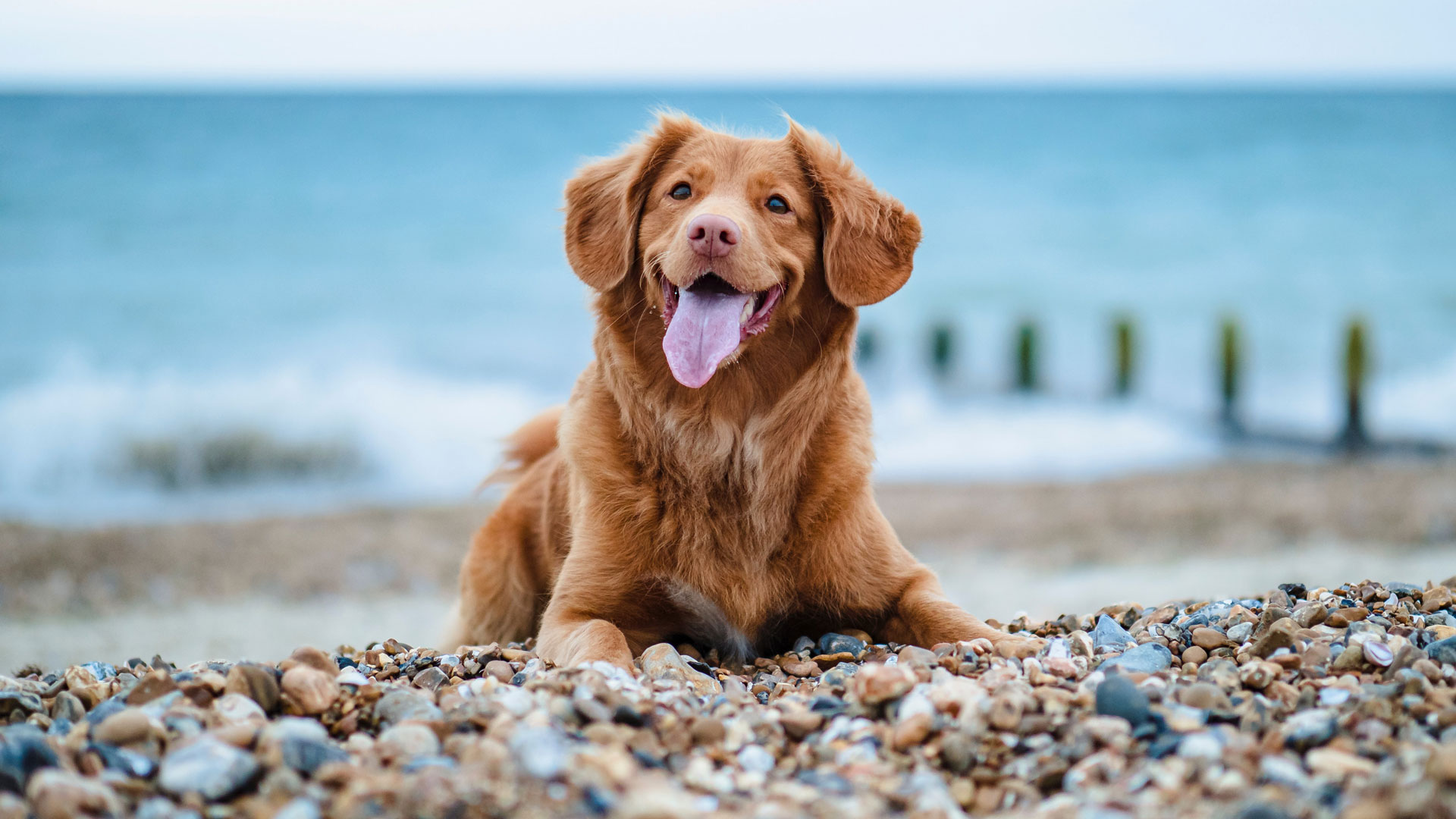 Happy Tahoe Dog